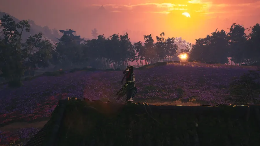 Sunset ridge over purple flowers